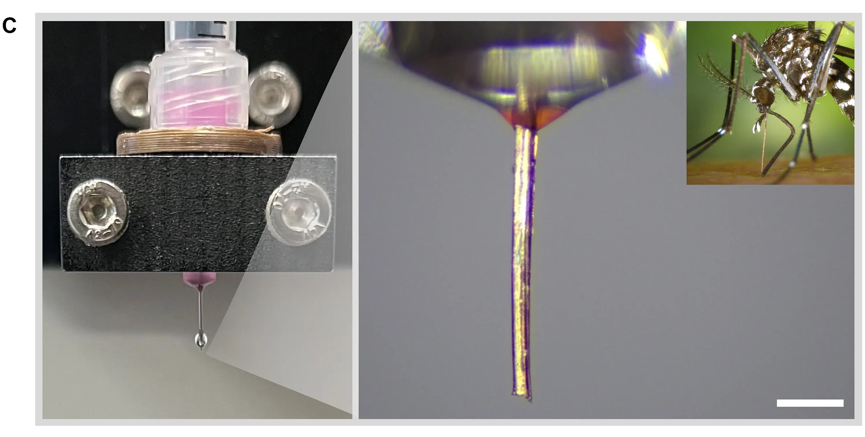 蚊の口吻を3Dプリンターのノズルに——市販品の半分の細さで印刷できる