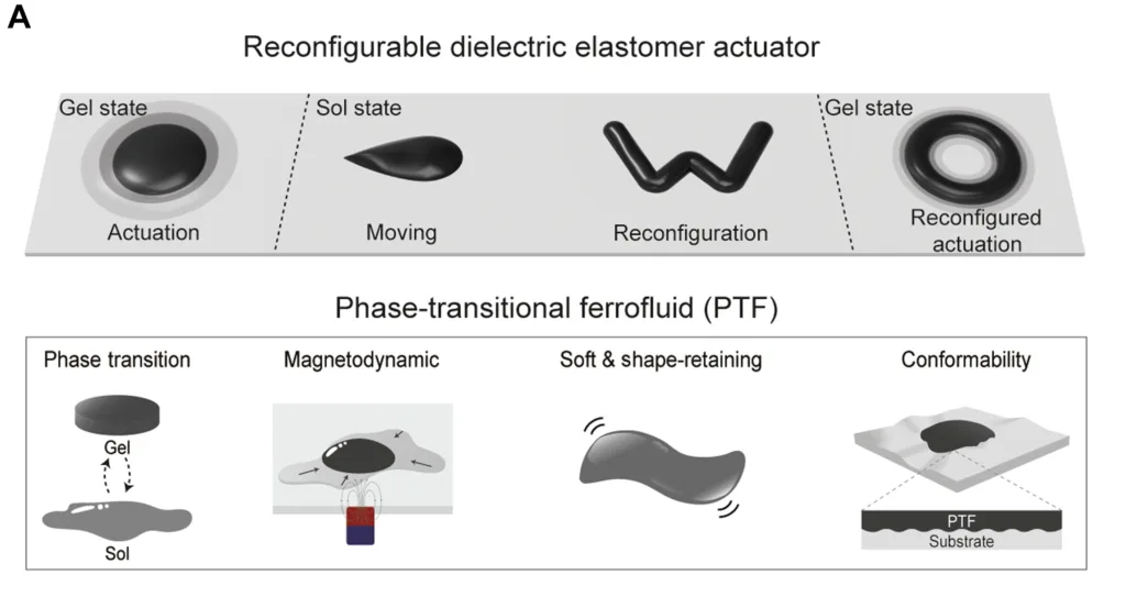 Reconfigurable dielectric elastomer actuator diagram: gel, sol, and gel states showing actuation, movement, reconfiguration, and reconfigured actuation; label A and dashed separators this section . . .