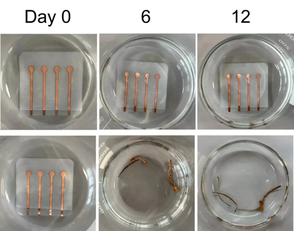 Four copper-coated microelectrodes embedded in a square pad inside a shallow dish, Day 0 capture (progression study).