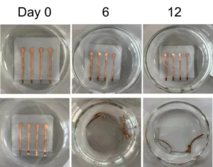 Four copper-coated microelectrodes embedded in a square pad inside a shallow dish, Day 0 capture (progression study).