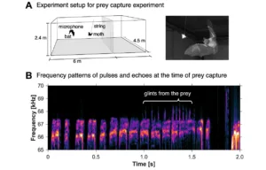 Two-panel figure. Panel A shows a schematic of a prey-capture experiment in a large enclosure (6 m long, 4.5 m deep, 2.4 m tall) with a bat, a tethered moth, a microphone, and string labeled; a photograph of the bat-moth setup appears on the right. Panel B presents a time–frequency spectrogram (0–2 s, 65–70 kHz) of bat pulses with annotated ‘glints from the prey’ indicating echoes from the prey.
