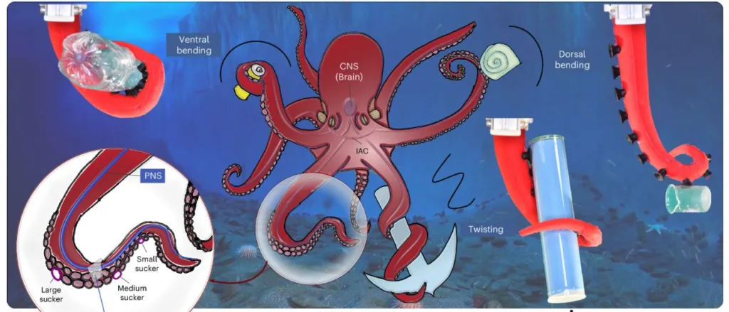 Educational diagram of an octopus anatomy, labeling CNS brain, PNS, IAC, and suction cups with notes on ventral/dorsal bending and twisting.