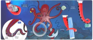 Educational diagram of an octopus anatomy, labeling CNS brain, PNS, IAC, and suction cups with notes on ventral/dorsal bending and twisting.