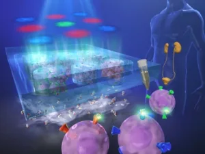 Biomedical illustration of kidney research: a translucent chamber with tissue constructs, a vial and syringe delivering substance, and labeled kidneys on a human figure.