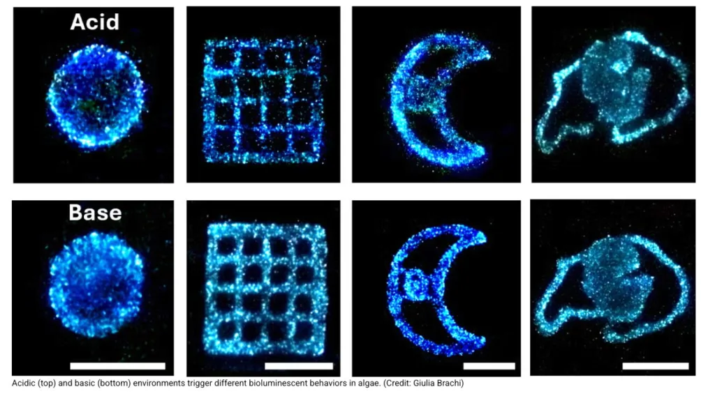Acid condition, panel 1: circular blue bioluminescent cell. Scale bar visible at bottom edge.