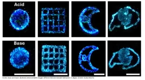 Acid condition, panel 1: circular blue bioluminescent cell. Scale bar visible at bottom edge.